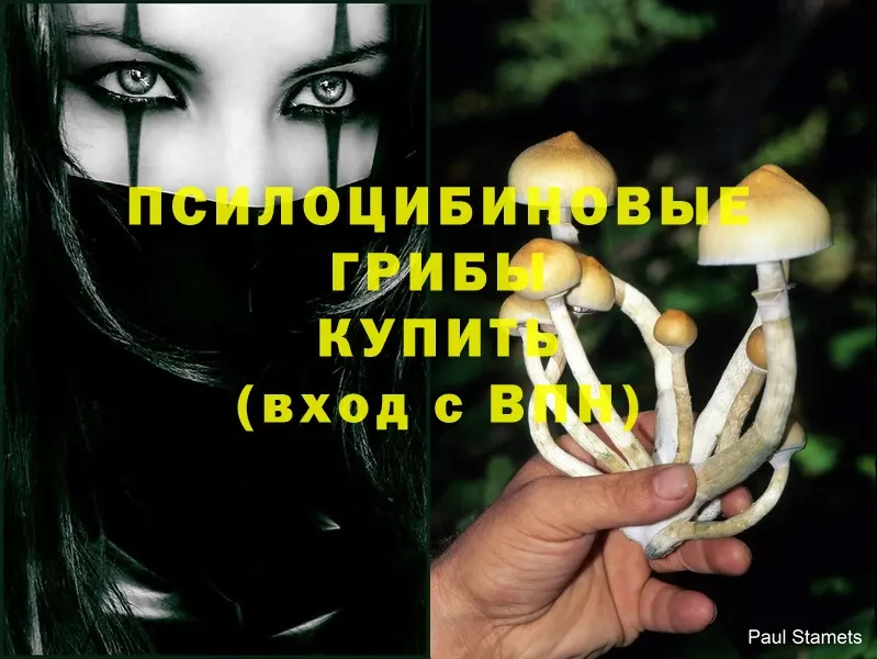 продажа наркотиков  Пугачёв  Псилоцибиновые грибы Psilocybine cubensis 