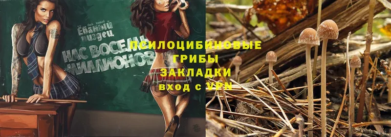 Псилоцибиновые грибы Psilocybe Пугачёв